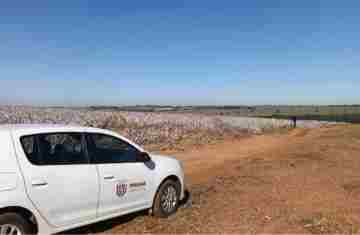 Agricultores paranaenses retomam produção de algodão, cultura com alta rentabilidade